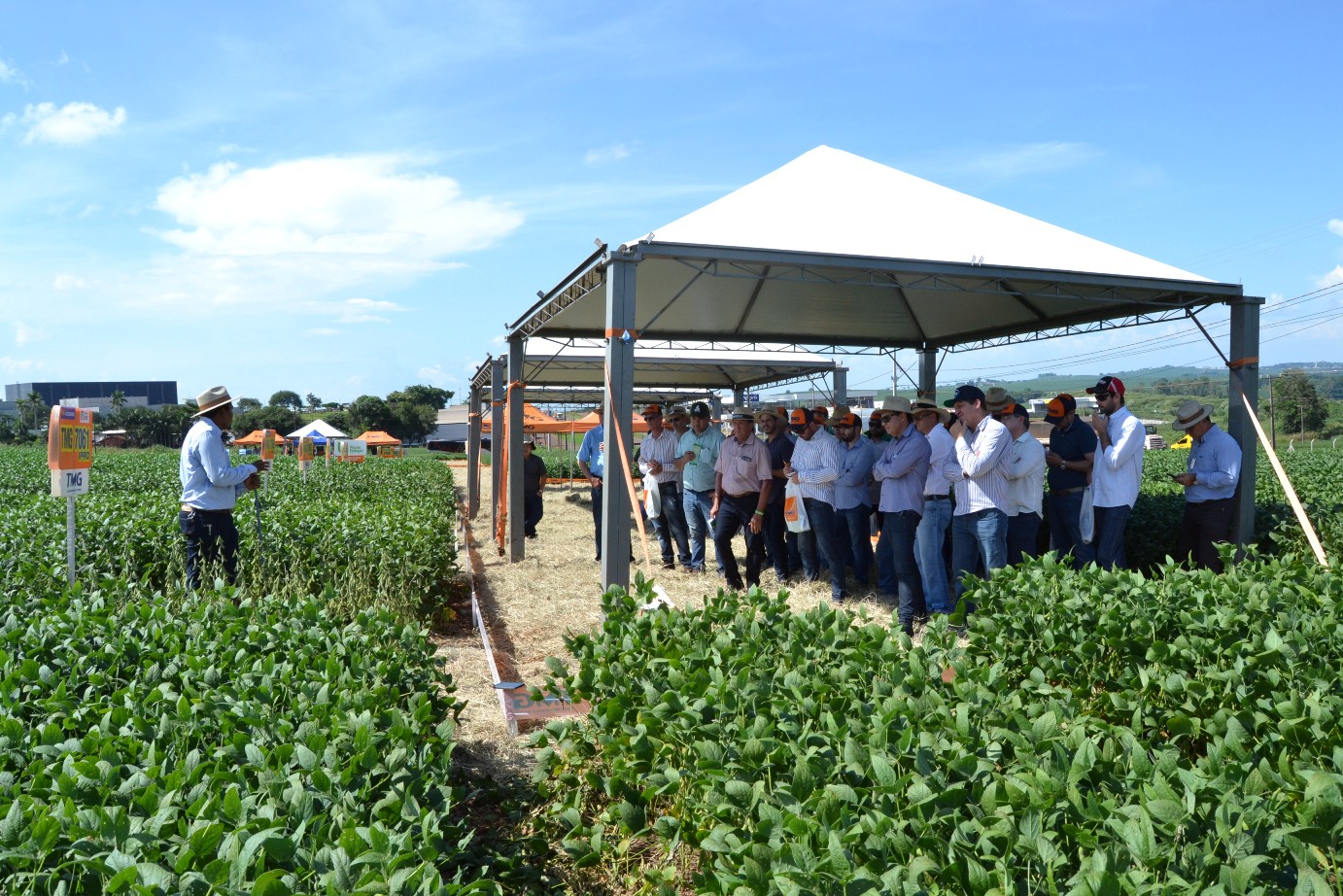 Produtores do norte do PR participam de Dia de Campo com a TMG