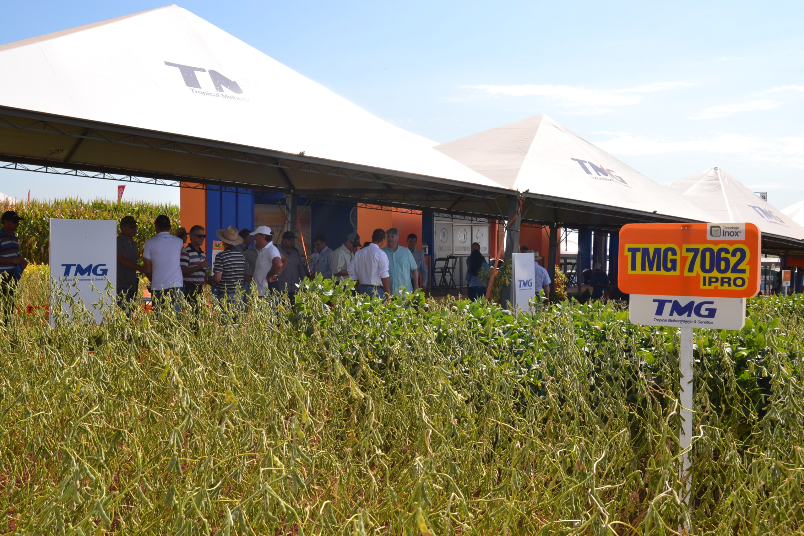 TMG leva para a Show Rural três novas cultivares de soja