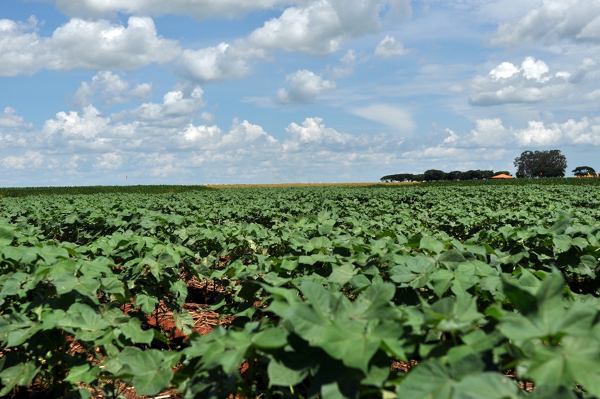 Estados produtores de algodão mantêm boa expectativa para a safra