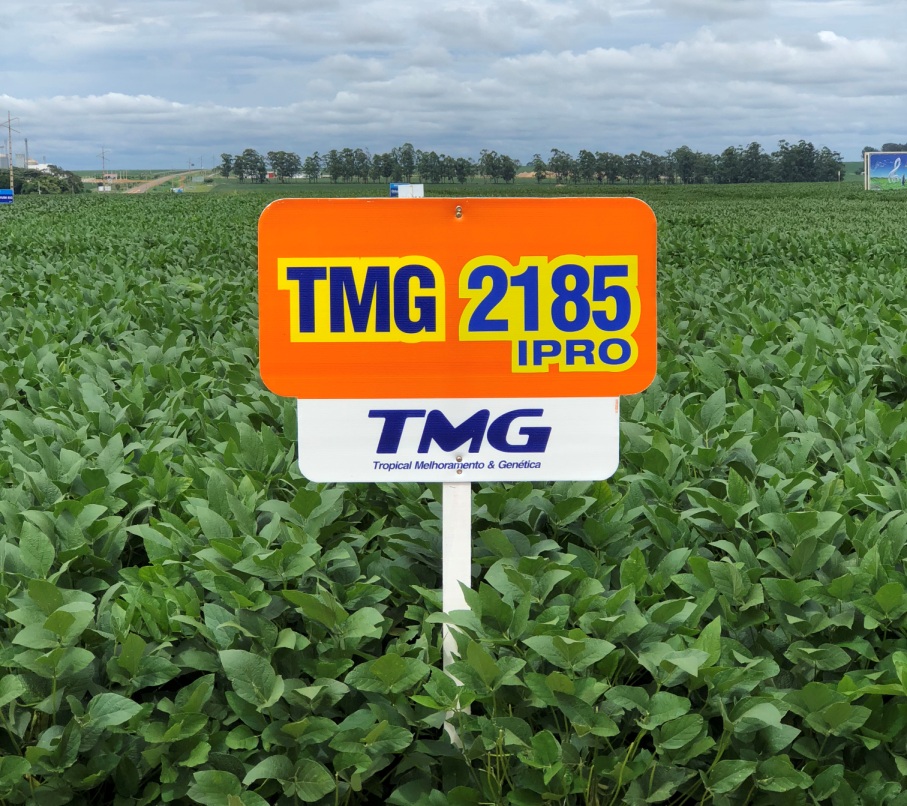 Característica de tolerância à chuva na colheita fez a diferença nesta safra