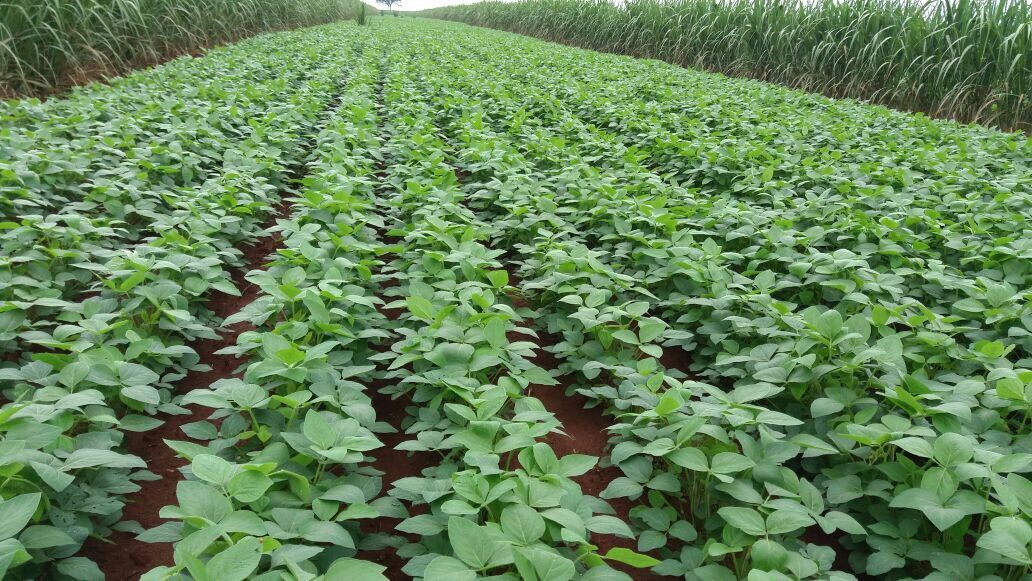 Cana e soja: parceria que traz benefícios ao produtor