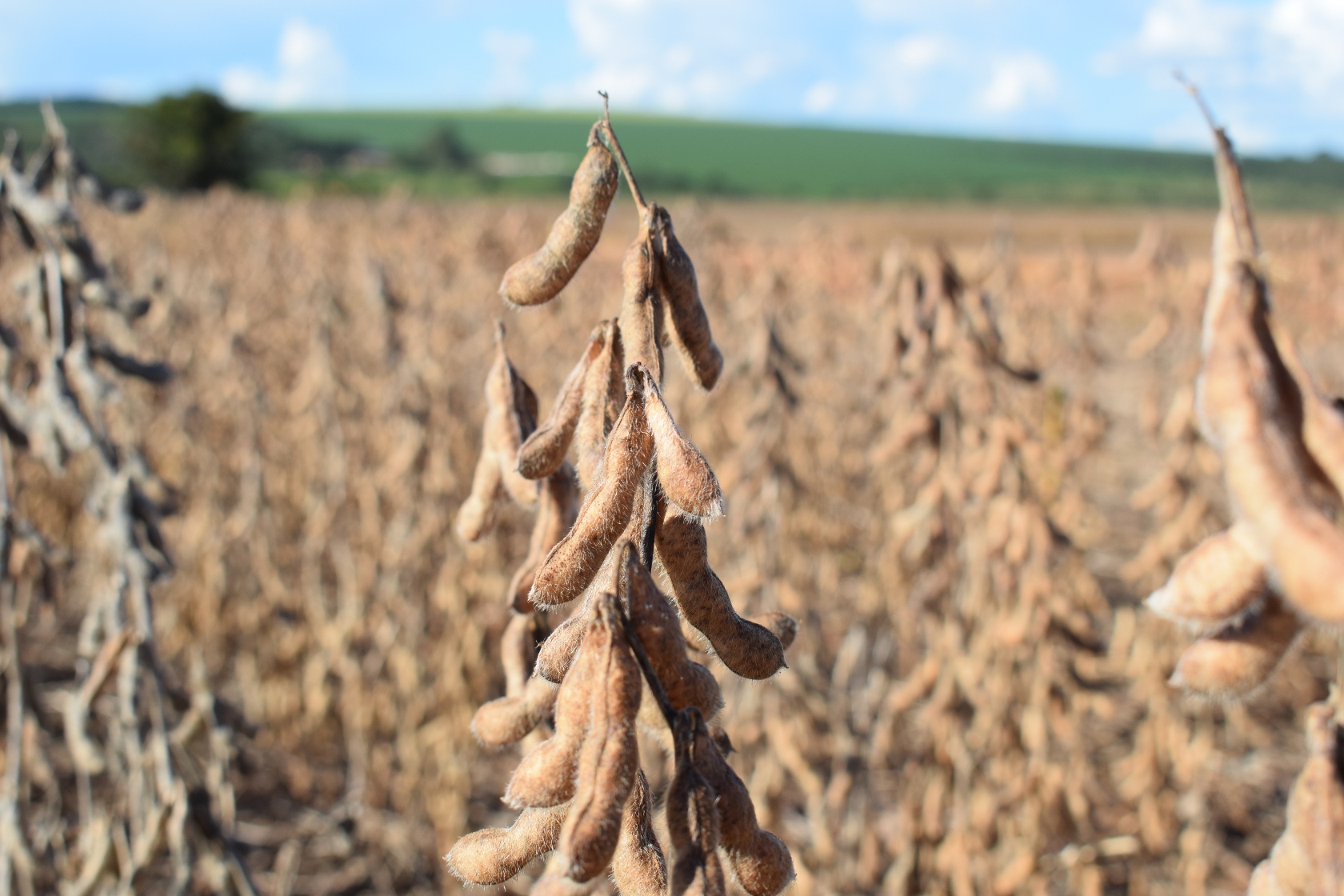 TMG tem 28 cultivares no portfólio de soja e atende todas as regiões produtoras