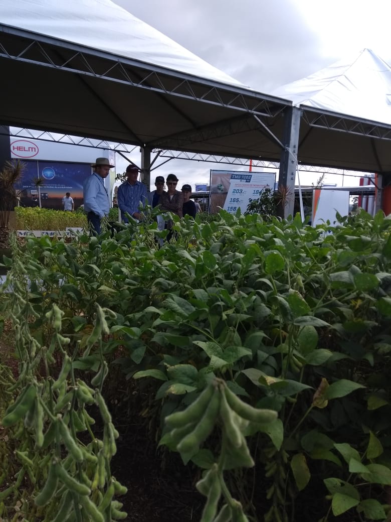 TMG apresenta quatro lançamentos de soja na Show Rural Coopavel