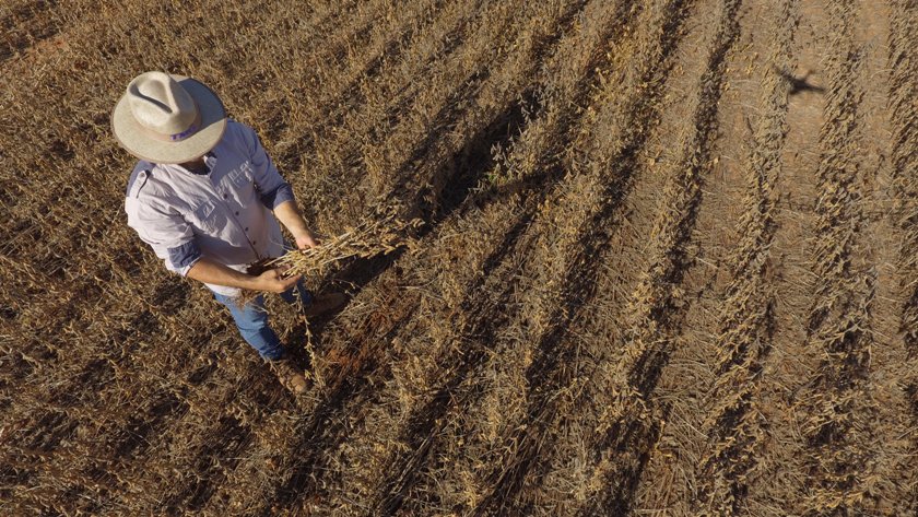TMG conquista patente de método de controle da ferrugem da soja no Brasil