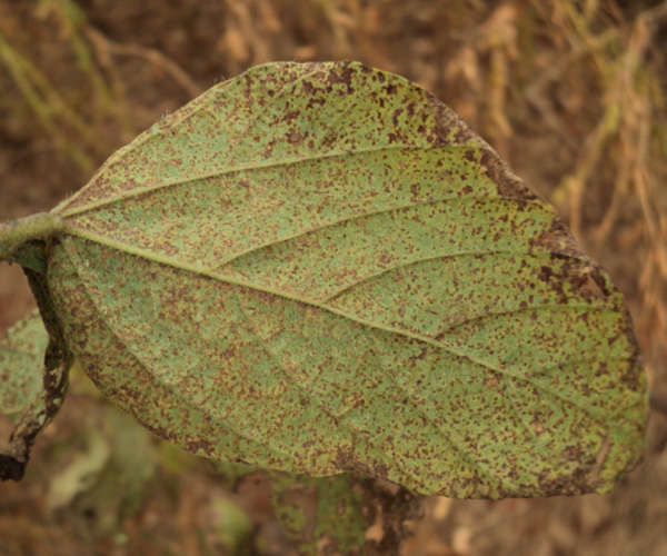 O vazio sanitário para soja vai começar; confira o calendário para cada estado