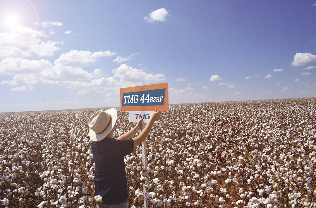 Algodão TMG cresce junto com a expansão da cultura no Brasil