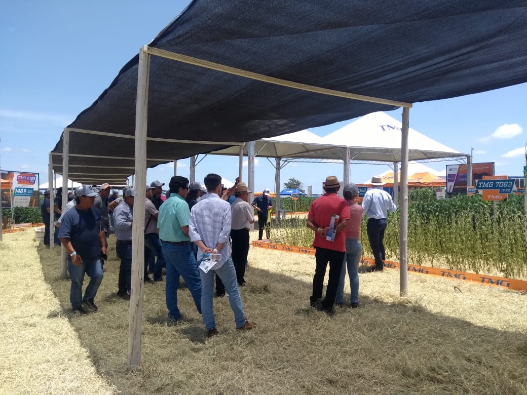 TMG participa de grandes feiras no PR e MS com novidades em soja