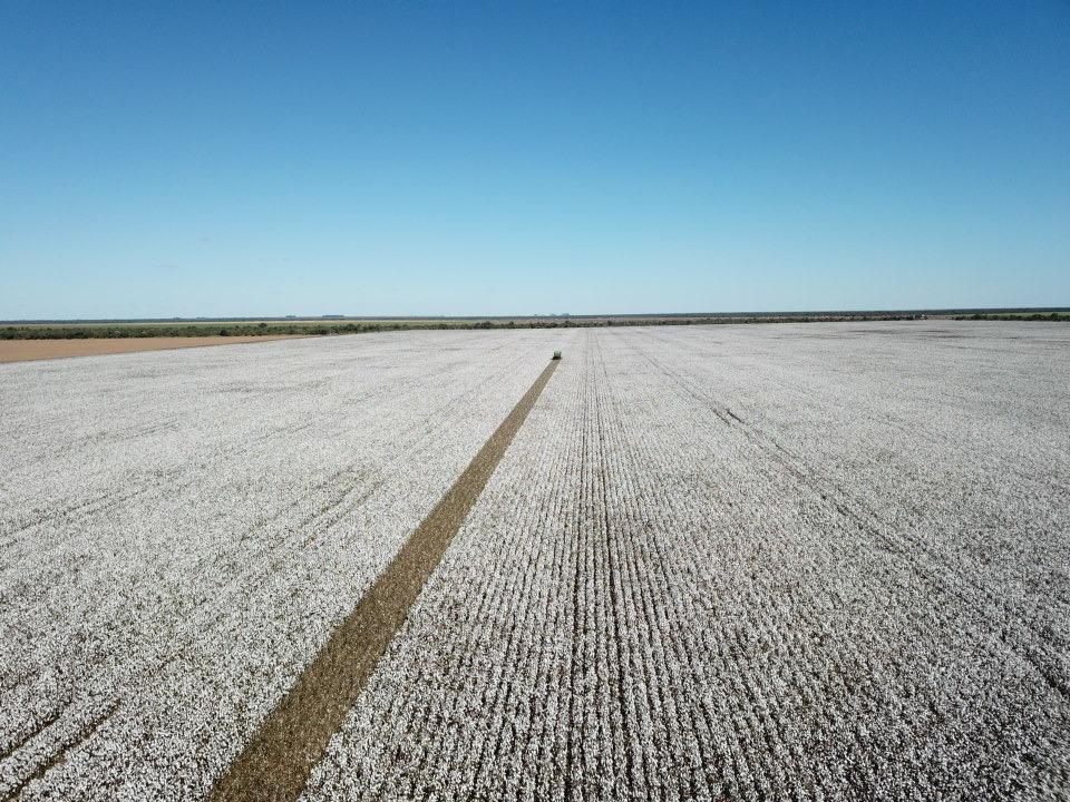 Corteva Agriscience e TMG levam inovação e proteção superior ao mercado de algodão com a tecnologia WideStrike®3