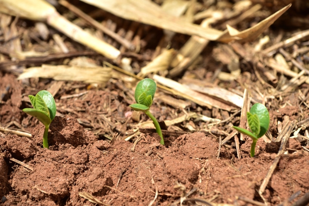 O vazio sanitário terminou, já posso plantar?