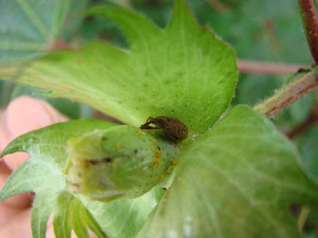 AgBiome e TMG se unem para desenvolver algodão resistente ao bicudo