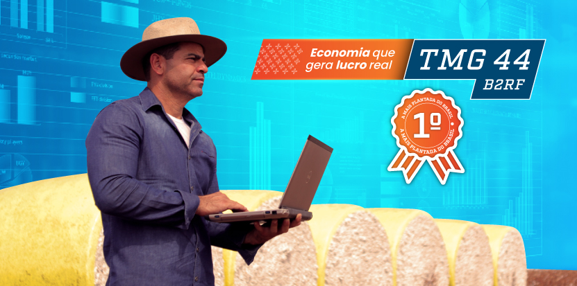 Cultivar mais plantada do Brasil gera mais rentabilidade frente à concorrente