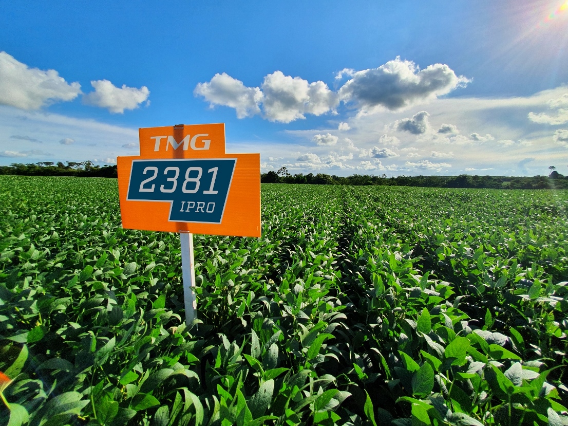 Cultivar com ampla resistência a cisto muda a realidade de agricultores em Querência