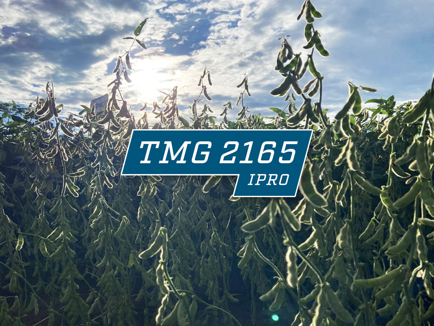 Cultivar de soja apresenta rusticidade que dá segurança ao produtor