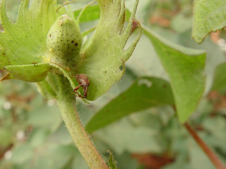 TMG e PlantArcBio formam parceria global para controle do bicudo do algodão